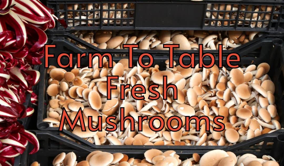 Farm To Table Fresh Mushrooms